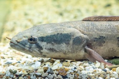 Yılan başlı balık Channa asiatica akvaryumda yüzer..