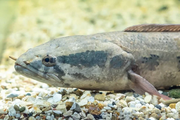 Yılan başlı balık Channa asiatica akvaryumda yüzer..