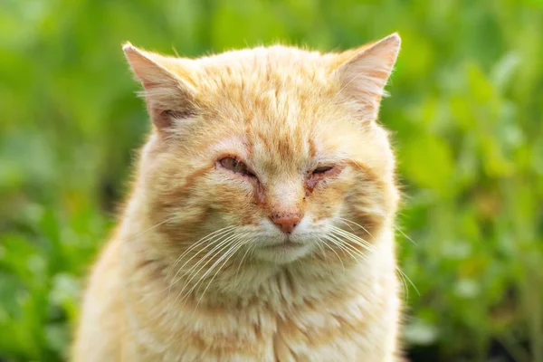 Portrait of a red stray cat with sore eyes sitting in the green grass.
