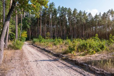 Çam ormanındaki toprak yol. Genç ağaçlar, eski çamları kesmek yerine açık alana dikildi..