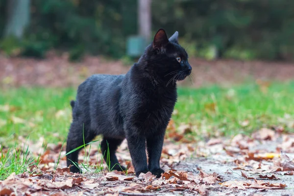 Retrato Joven Gato Negro Naturaleza — Foto de Stock