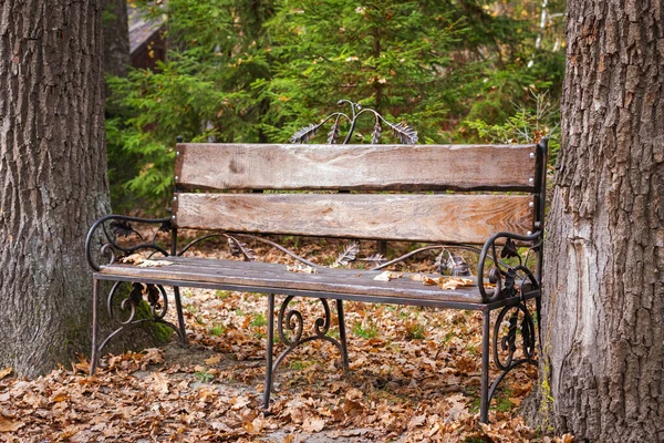 Old Bench Forest Trees — 图库照片