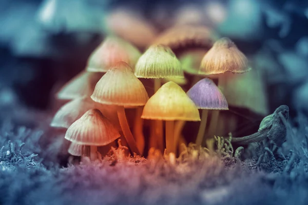 Hallucinogenic Colorful Mushrooms Grow Forest Toned — Fotografie, imagine de stoc