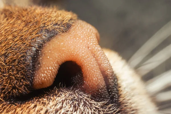 Funny brown nose of a domestic cat close-up.