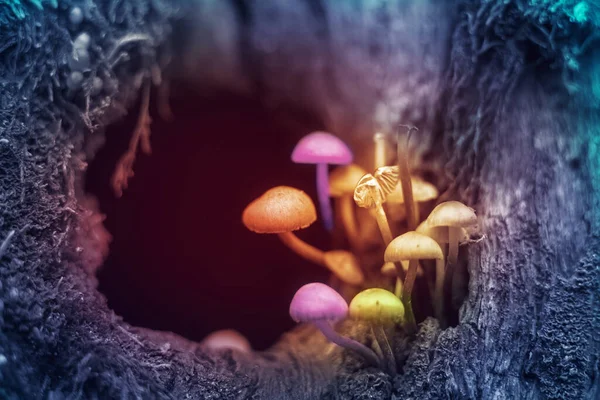 Halüsinojenik Renkli Mantarlar Ormanda Yetişir — Stok fotoğraf
