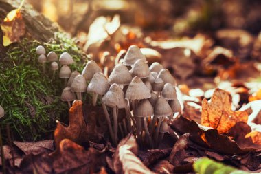 Psilocybe Bohemica mushrooms in the autumn forest among fallen leaves. clipart