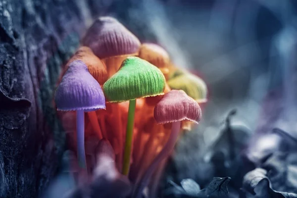 Halüsinojenik Renkli Mantarlar Ormanda Yetişir — Stok fotoğraf