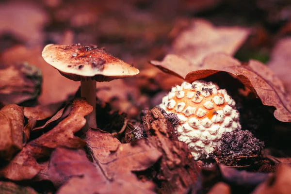 Amanita Mantarı Sonbahar Ormanında Düşmüş Yaprakların Arasında — Stok fotoğraf