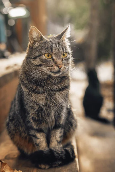 Portrét Hnědé Pruhované Kočky Sedící Dřevěných Schodech Podzim Dopoledne — Stock fotografie
