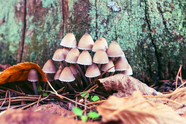 Psilocybe Bohemica Mantarları Sonbahar Ormanında Dökülen Yaprakların Arasında — Stok fotoğraf