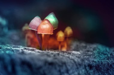 Hallucinogenic colorful mushrooms grow in the forest, toned.