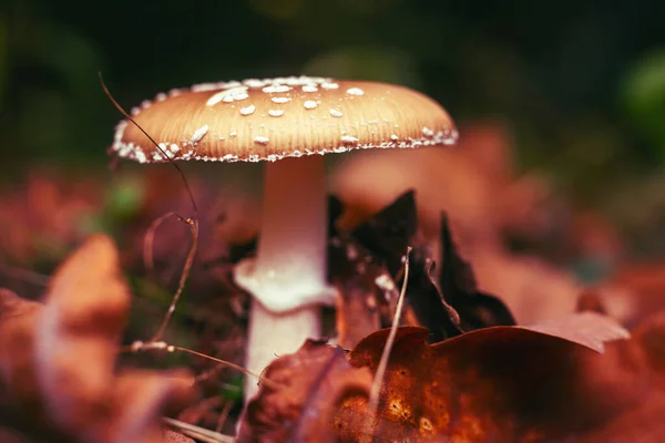 Amanita Mantarı Sonbahar Ormanında Düşmüş Yaprakların Arasında — Stok fotoğraf
