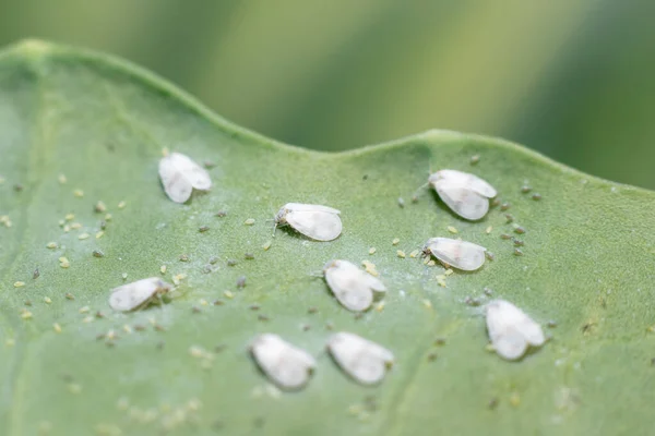 Whitefly Aleyrodes proletella tarımsal veba lahana yaprağı üzerinde.