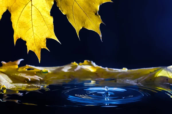 Yellow Autumn Maple Leaf Reflection Drop Wavy Water — Stock Photo, Image