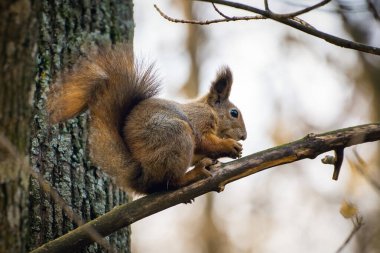 Sincap bir ağaç dalına oturur ve fındık yer..