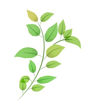 Delicate green watercolor branch. Hand-drawn isolated element for your design.