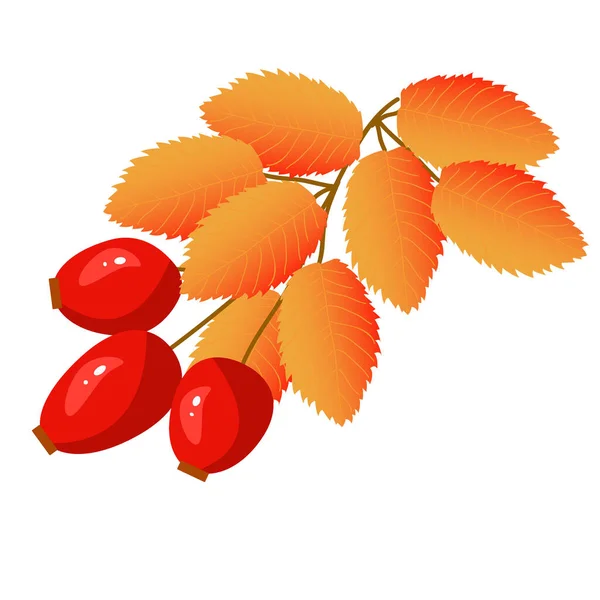 Autumn Branch Wild Rose Fruits Autumn Branch Wild Rose Fruits — Wektor stockowy