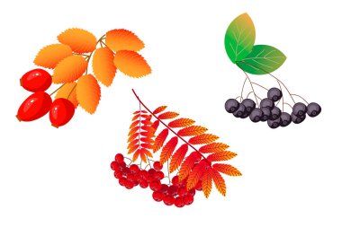 botany bright useful autumn berries mountain ash wild rose chokeberry