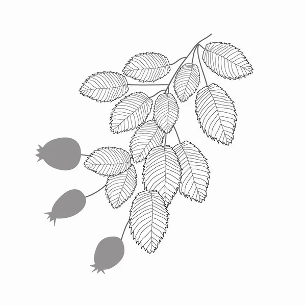 Outline Black White Rosehip Branch Fruits Banner Flyer Nature Bush — Stockvector