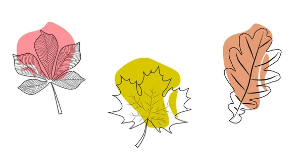 Contour Illustrations Tree Leaves Maple Oak Chestnut Colored Spots — Stock Vector