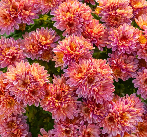 Fragment Pink Chrysanthemum Flowering — Stock Photo, Image