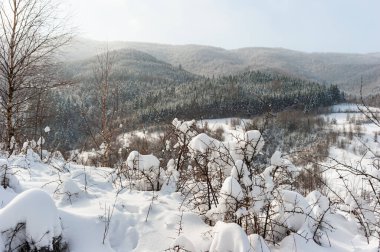 Dağlardaki yeşil ladin ormanı, sabah ayazıyla kaplı..