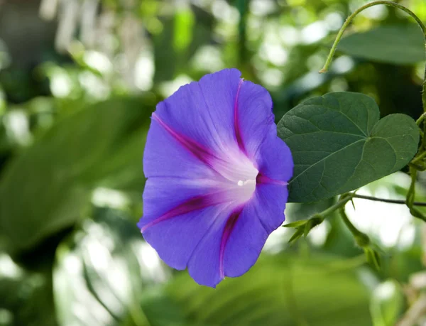 Flor Grama Povitsya Floresce Com Sino Azul — Fotografia de Stock