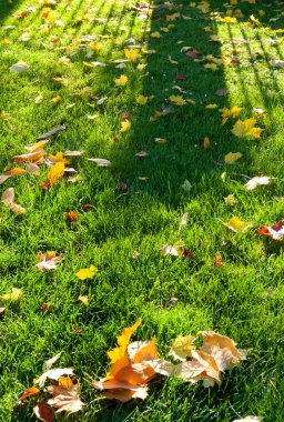 Güneşin boyadığı neşeli gölgeler yeşil çimlerin üzerinde, sarı sonbahar yapraklarıyla..