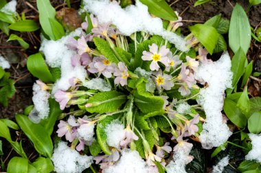 Yeşil yapraklı beyaz kar. İlkbaharda beklenmedik bir kar yağdı. Çiçeklerin üzerine düştü..