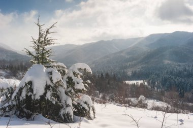 thuja ağacı kalın bir kar örtüsüyle kaplıdır ve hafif tozlu kar taneleriyle yeşil ladin dağlarının arka planına doğru eğilmiştir..