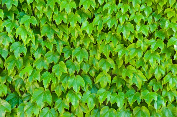 Tapete Verde Feito Das Folhas Uma Planta Que Adaptou Para — Fotografia de Stock