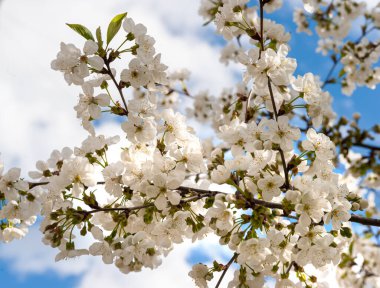 Kiraz ağacının çiçek açan dalı baharın kar beyazı rengiyle açar..