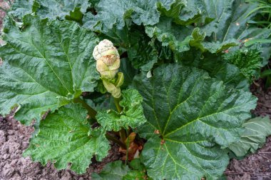 Ilık bahar havası, ravent adı verilen sağlıklı bir bitkinin çiçek açmasına yardımcı olur..