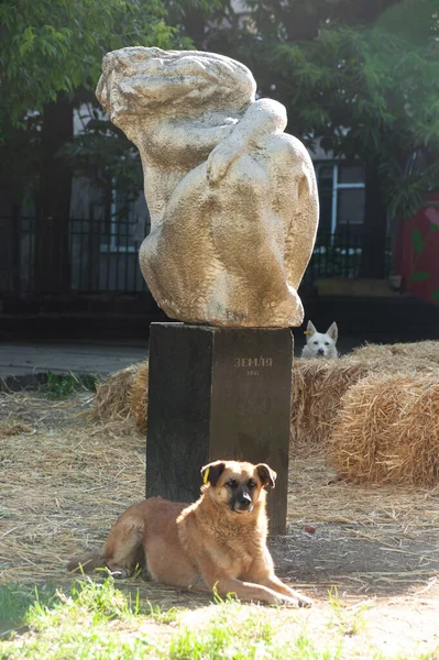 Utangaç bir kadının alçı heykeli. Şehir meydanında meraklı iki şirin köpek tarafından korunuyor.