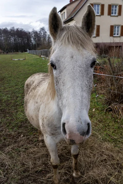 Goxwiller France 2021 White Horse Field Goxwiller — Stockfoto