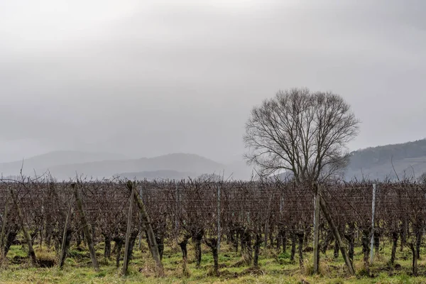 Goxwiller France 2021 View Vines Countryside Wine Route — Foto Stock