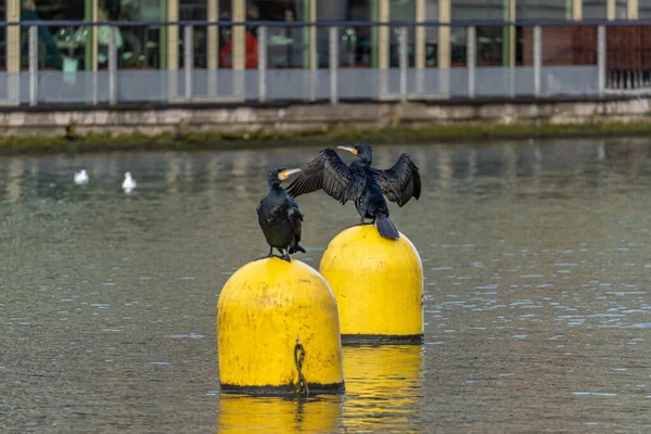 Paris France 2022 Reflections Bassin Villette Great Black Cormorant Resting — Stock Photo, Image