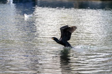 Paris, Fransa - 01 09 2022: Bassin de la Villette 'in sarı şamandıralar üzerindeki yansımaları