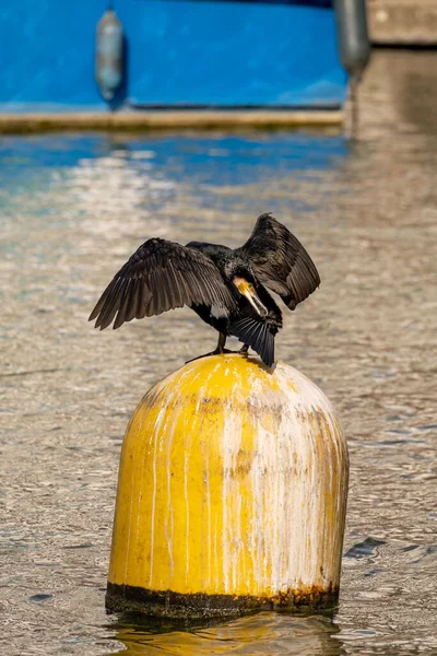 Großer Schwarzer Kormoran Ruht Auf Gelben Bojen Bassin Villette — Stockfoto