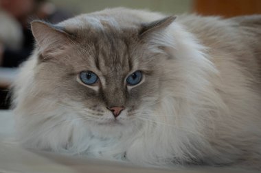 Paris Tarım Merkezi 'nde rekabetçi kedi.