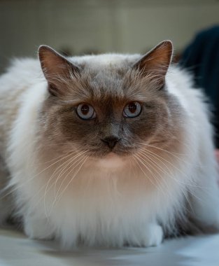 Paris Tarım Merkezi 'nde rekabetçi kedi.