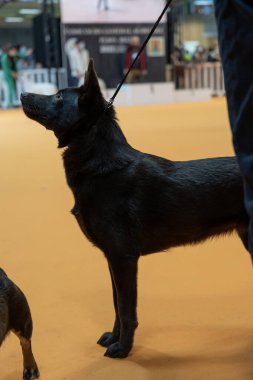 Bir yarışma sırasında safkan bir köpeğin portresi