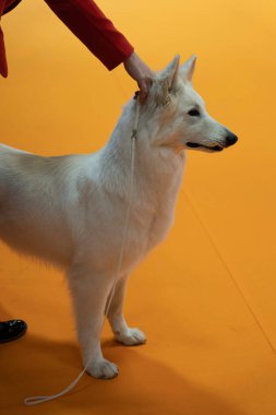 Bir yarışma sırasında safkan bir köpeğin portresi