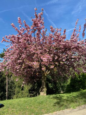 Park des Buttes Chaumont. Güzel bir kiraz ağacının yakın plan çekimi.