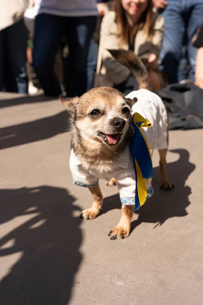Ukrayna 'daki savaşa karşı gösteri. Ukrayna gösterisi için Mart ayındaki kalabalığın görüntüsü