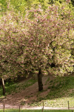 Park des Buttes Chaumont. Güzel bir kiraz ağacının yakın plan çekimi.