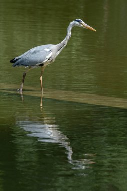 Park des Buttes-Chaumont gölünde balık tutan gri balıkçıl.