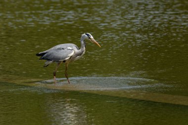 Park des Buttes-Chaumont gölünde balık tutan gri balıkçıl.