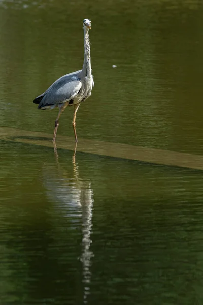 Una Pesca Garza Gris Lago Park Des Buttes Chaumont —  Fotos de Stock