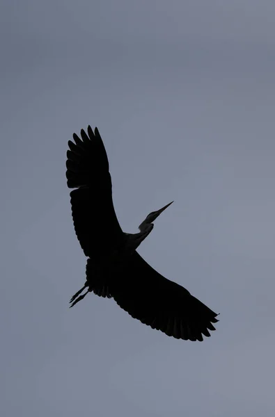 Una Garza Gris Volando Sobre Parc Des Buttes Chaumont — Foto de Stock